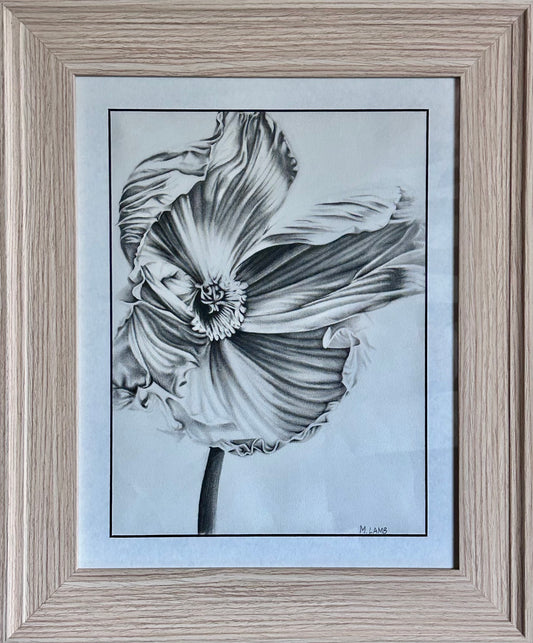 Graphite Drawing of Poppy by Morgan Lamb