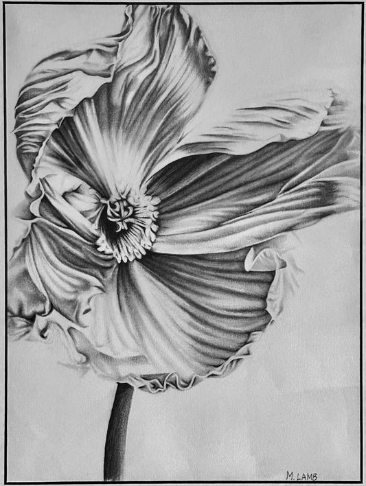 Graphite Drawing of Poppy by Morgan Lamb