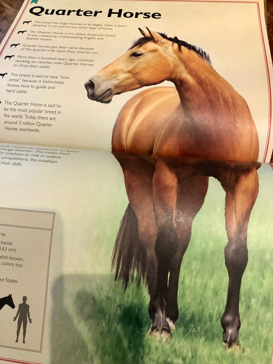 "Magnificent Horses"