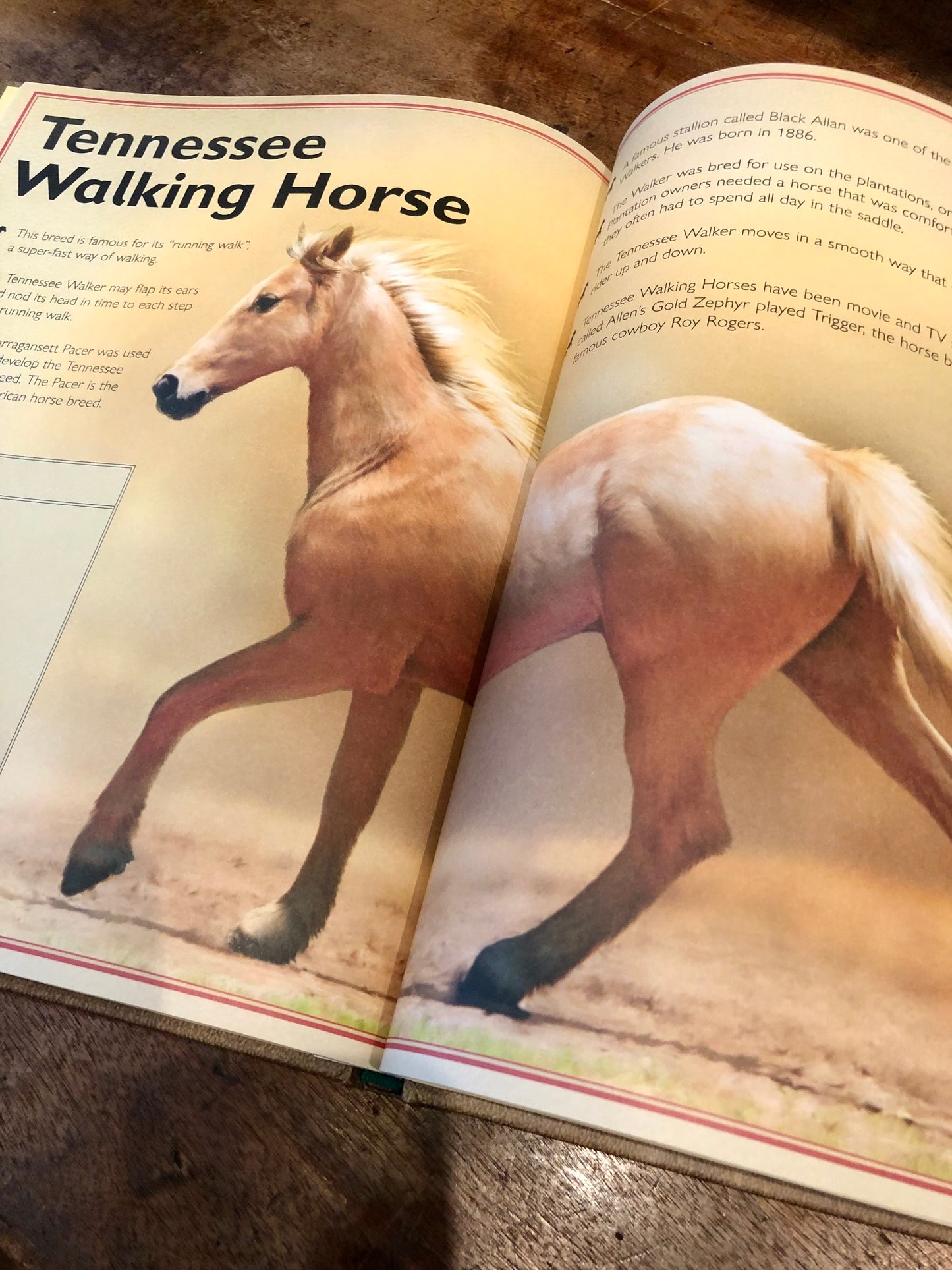 "Magnificent Horses"