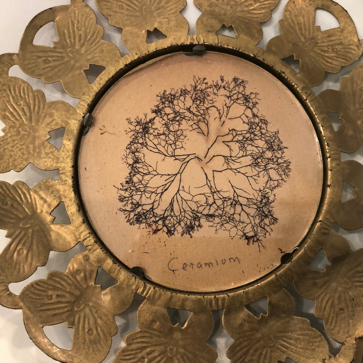 Set of Three Antique Frames with Pressed Seaweed