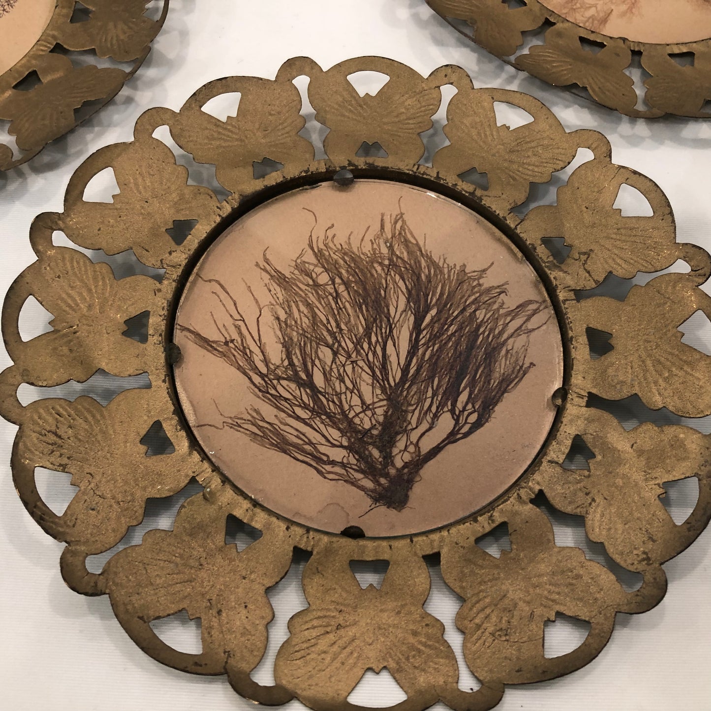 Set of Three Antique Frames with Pressed Seaweed