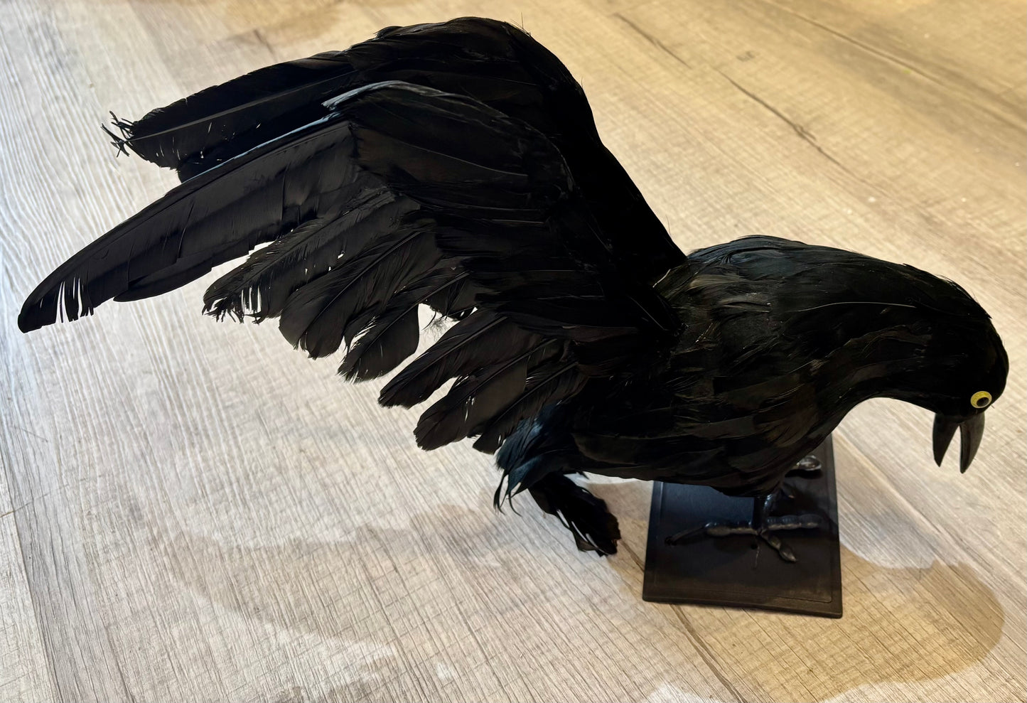 Halloween Crow, 14"
