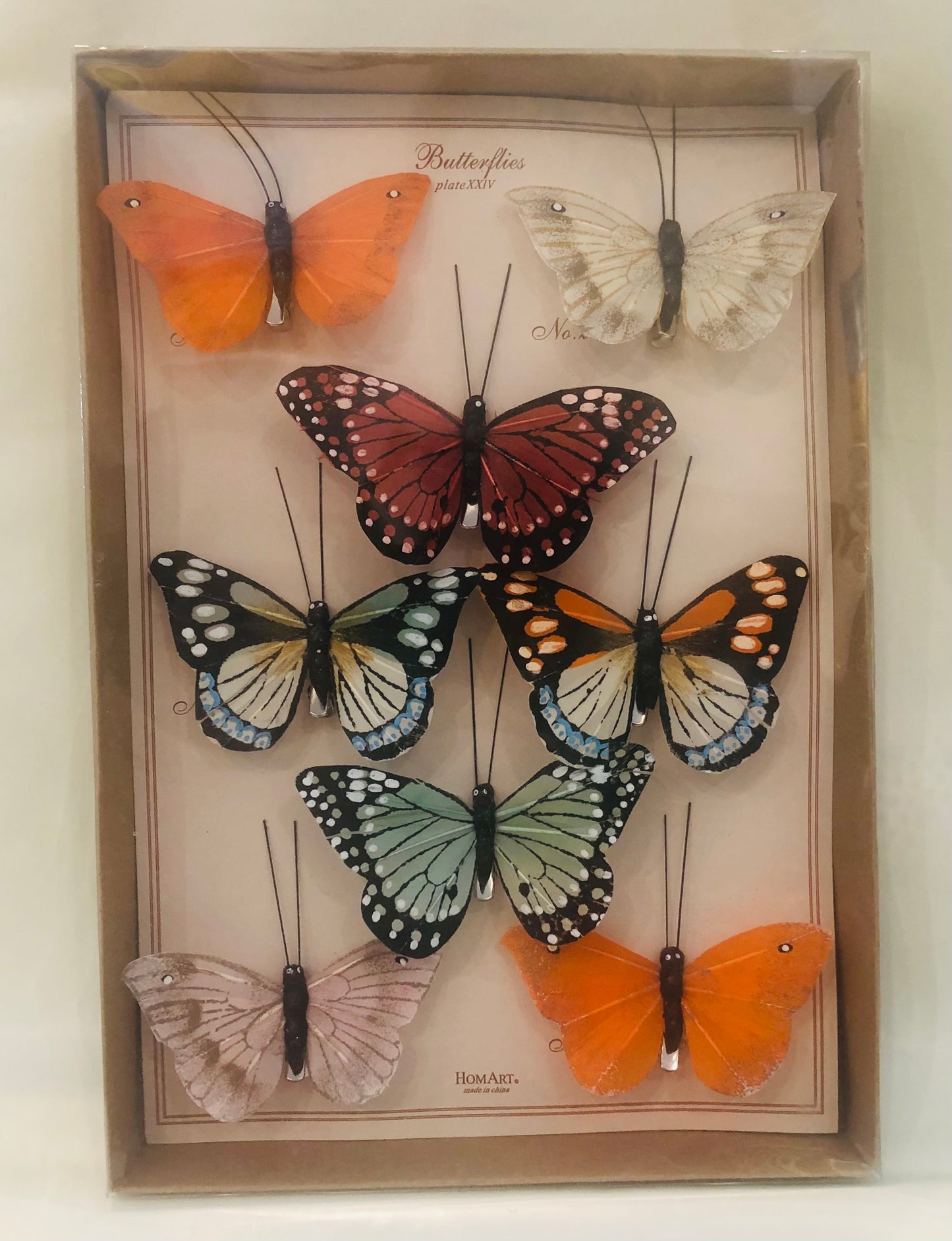Butterfly Specimen Box