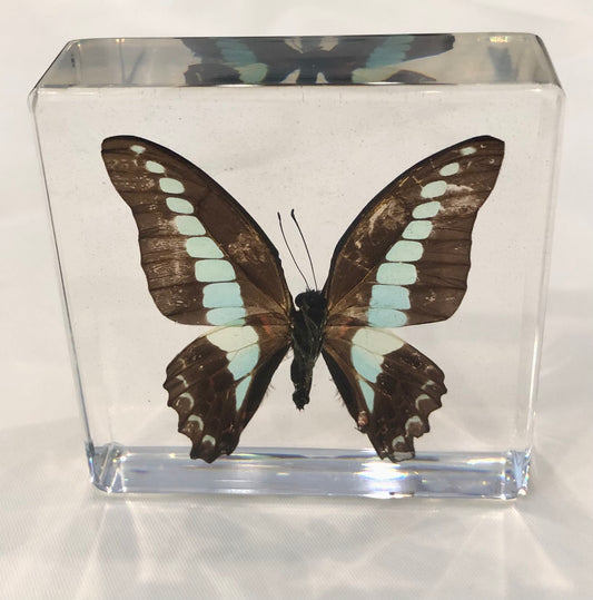 Paperweight, Common Blue Bottle Butterfly