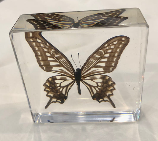 Paperweight, Five Bar Swordtail Butterfly