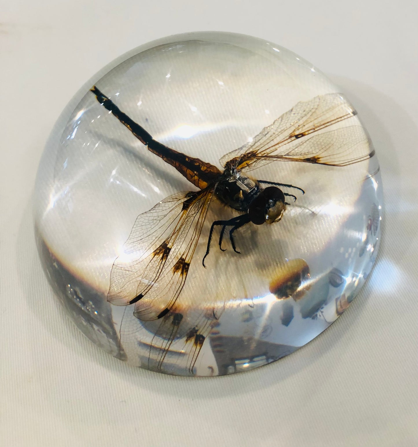 Paperweight, Dragonfly
