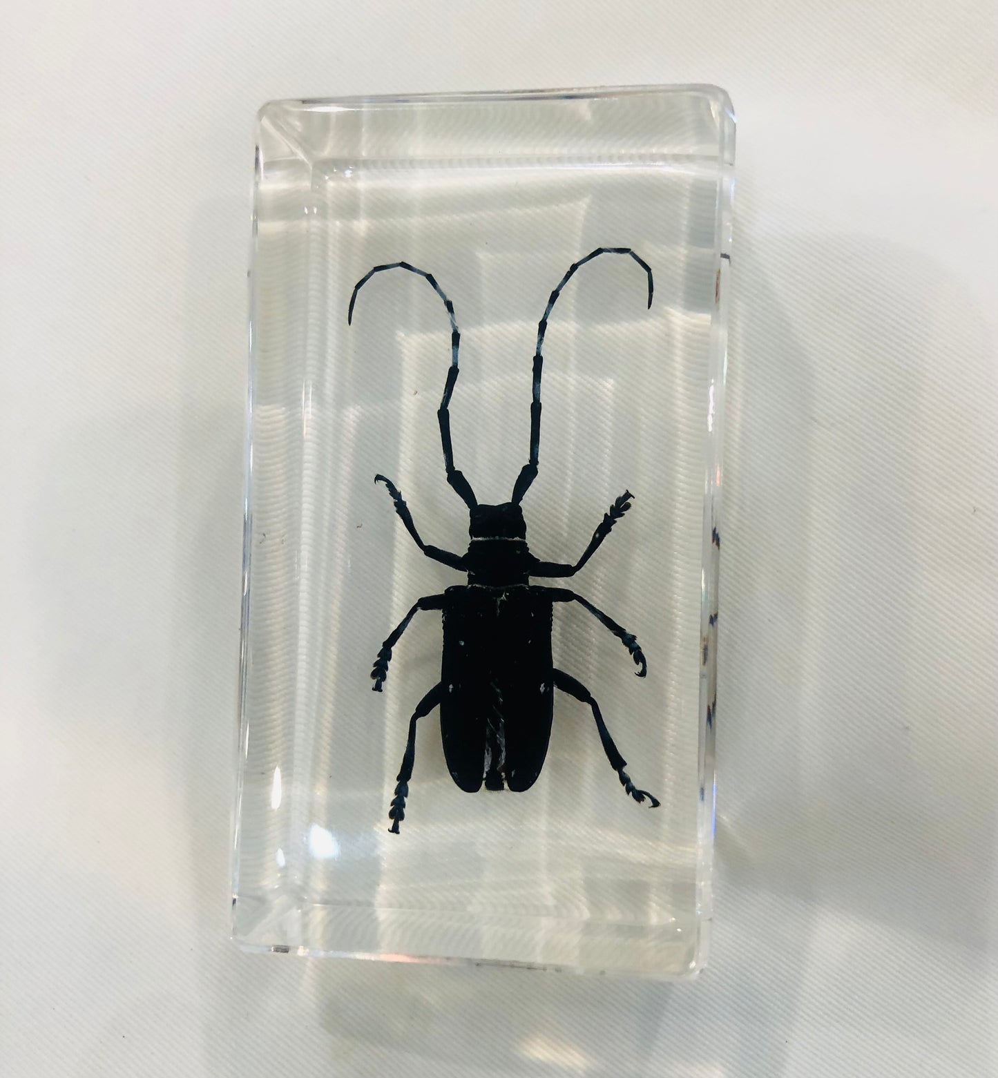 Paperweight,  Long-Horned Beetle