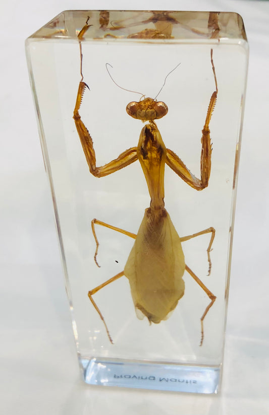 Paperweight,  Praying Mantis