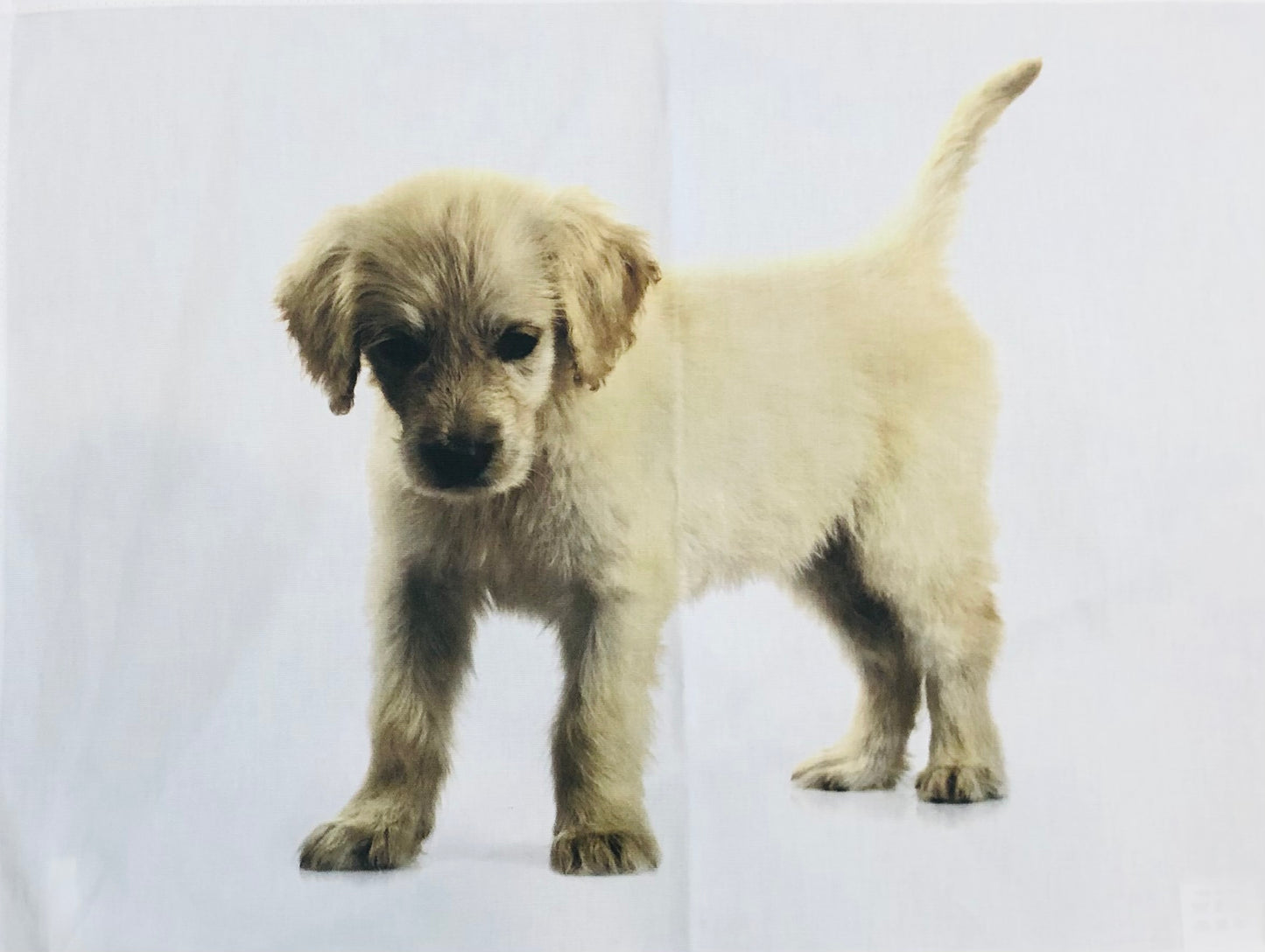 Cotton Tea Towel, Golden Retriever Puppy