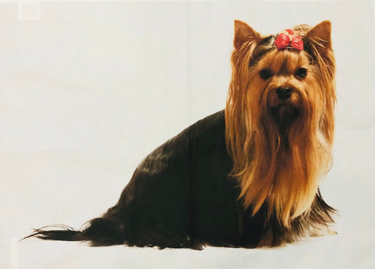Cotton Tea Towel, Glamorous Yorkshire Terrier