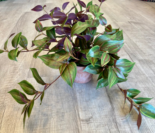 Potted Day Flower Vine