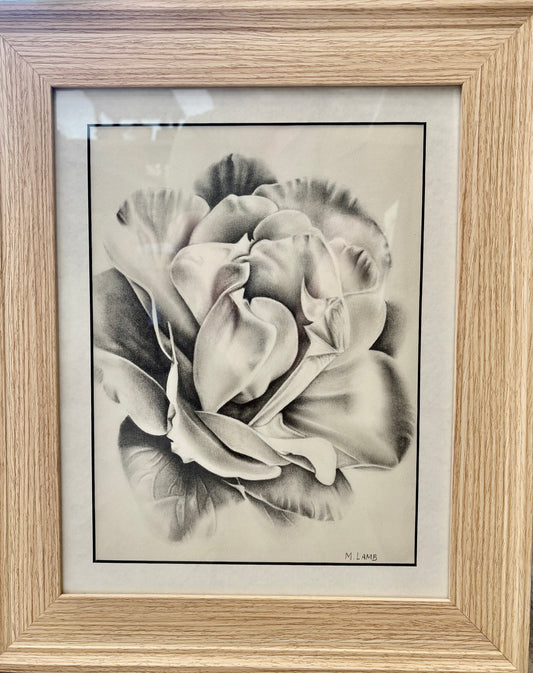 Graphite Drawing of Rose by Morgan Lamb