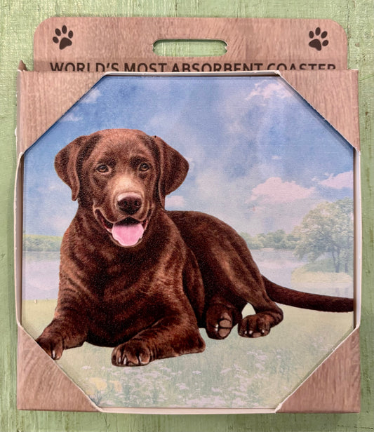 Chocolate Labrador Coaster