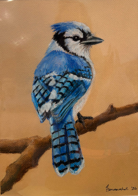 Blue Jay by Amanda Hendershot