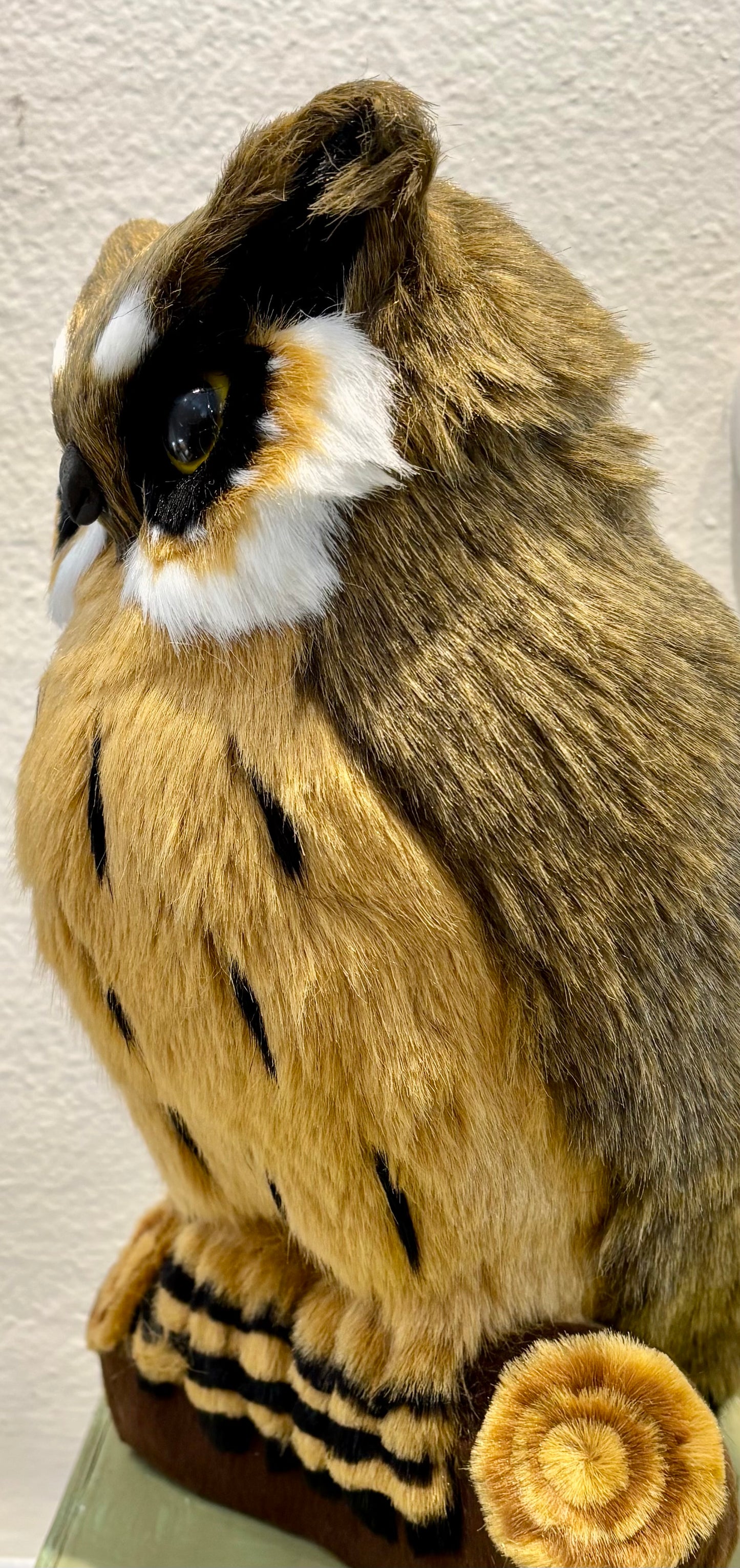 Great Horned Owl on Log/Large
