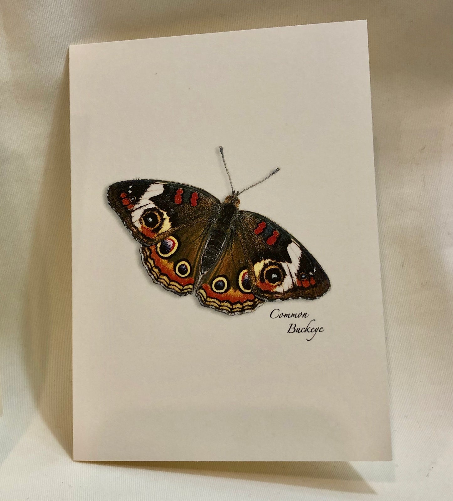 Note Card Set, Assorted Butterflies