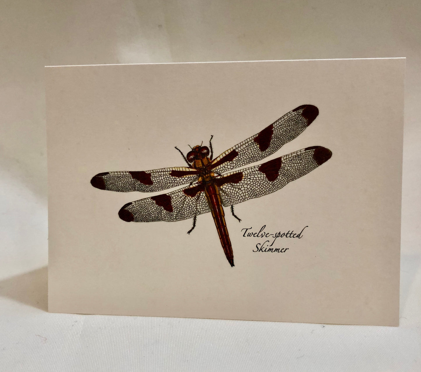 Note Card Set, Dragonfly & Damselfly Assortment